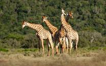 Kariega Game Reserve