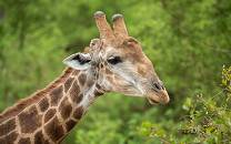 Karongwe Private Game Reserve