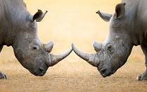 Two white rhinos head to head