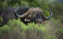 Lalibela Wildlife Reserve