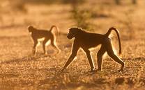 Manyeleti Game Reserve