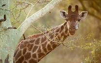 Zulu Nyala Private Game Reserve