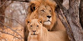 Lion pair