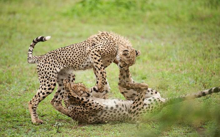 Open Photos