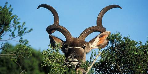 9-Day Kwazulu-Natal, Safari and Beach