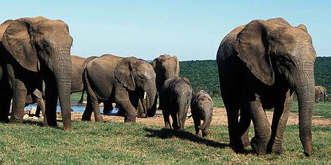 Private Kruger Family Safari