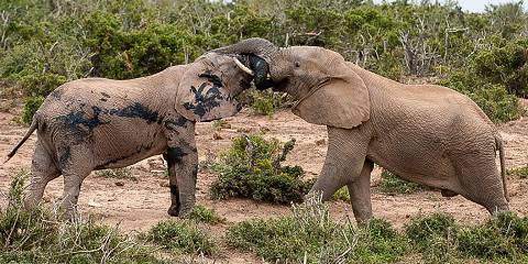 Budget Kruger Big Five Safari from Johannesburg