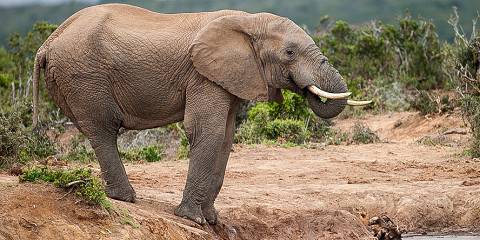 4-Day Addo Elephant Park Safari