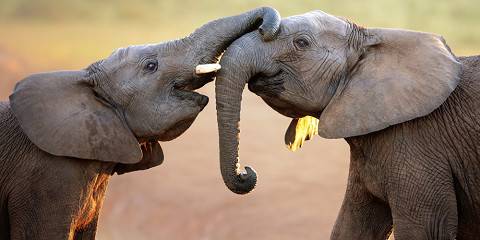 2-Day Authentic Big Five Camping Safari at Pilanesberg