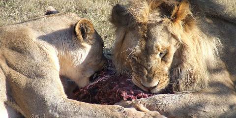 Kruger Adventure Safari
