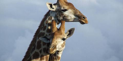 4-Day Wildlife Safari– Kruger & Panorama Route