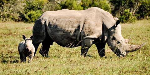 3-Day Madikwe Safari - Rhulani Lodge