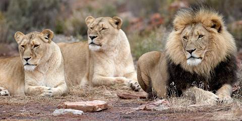 3-Day Luxury Tented Kruger Safari