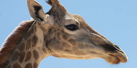 Kruger Budget Tented Safari