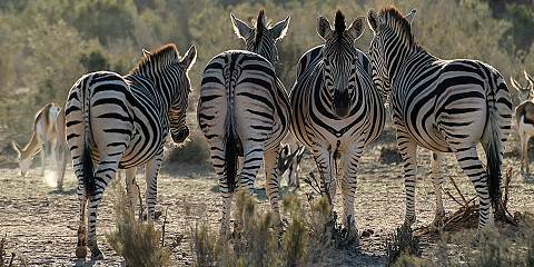 3-Day Cape Town Wildlife Getaway-Big Five Safari