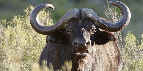 7-Day Luxury Safari (Special), Kruger South Africa