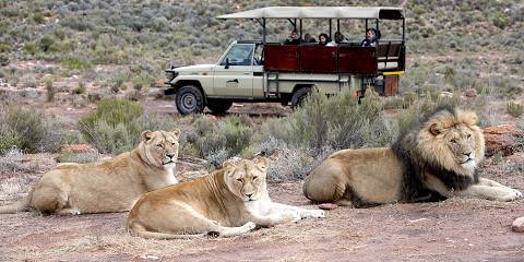 10-Day Johannesburg, Kruger and Cape Town Tour