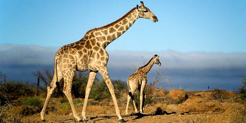 4-Day Exclusive Kruger Safari - Private Guide & Vehicle