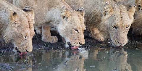 Luxury Safari Kruger South Africa