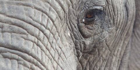Pilanesberg Safari and Elephant Experience
