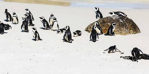 Cape Town, Winelands & Hermanus
