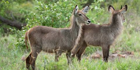 1-Day Dinokeng Wildlife Safari