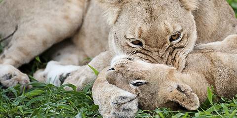 9-Day Cape Town Adventures & Safari Magic