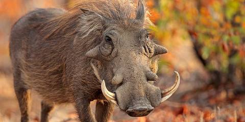 Guided Sunrise Game Drive at Dinokeng Game Reserve