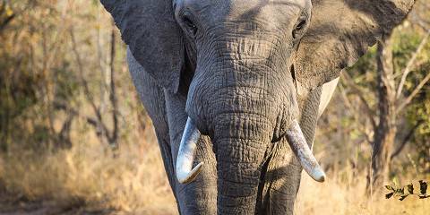 3-Day Camping Experience Staying Inside Kruger Itself