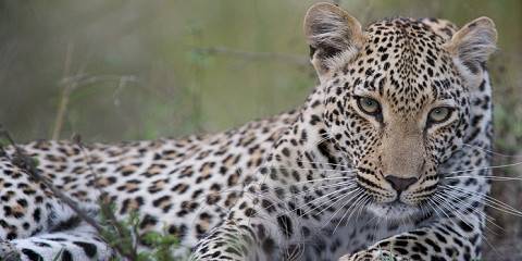 3-Day Kruger Park Safari with Stargazing