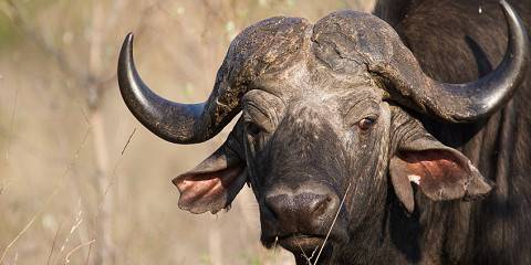 Kruger Park Tree House Safari