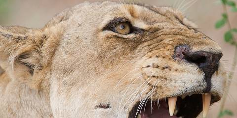 Kruger and Sabi Sand Rustic Tented Camp Safari