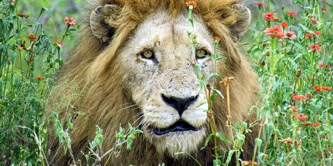 Private Kruger Safari and Panorama Route