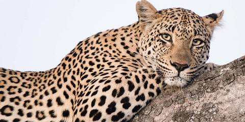 7-Day Greater Kruger Safari