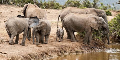 Luxury Kruger Safari – Big Five Adventure