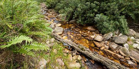 4-Day Private & Scenic, Wild Romantic Garden Route Tour