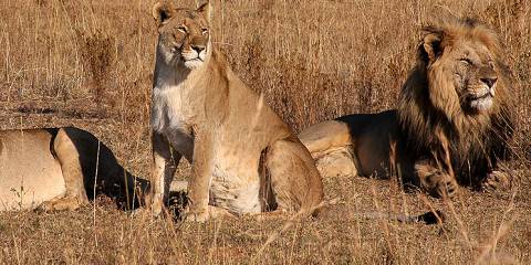 1-Day From Livingstone-Hwange National Park-Small Group