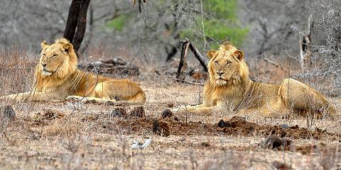 Hwange National Park, Chobe NP and Victoria Falls