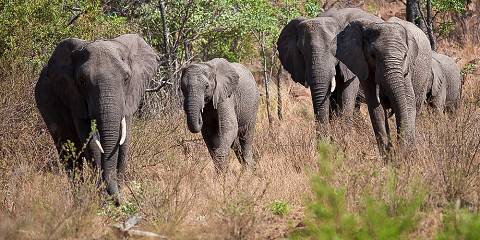½-Day Zambezi National Park Game Drive & Lunch