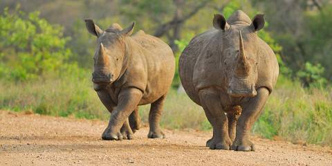 7-Day Sabi Sand & Timbavati Luxury Kruger Safari