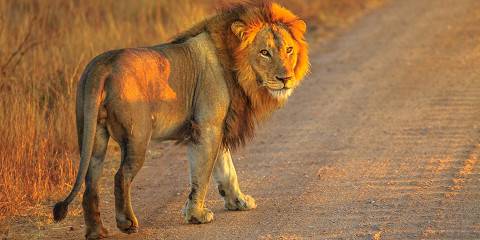 10-Day South Africa Wildlife Safari Tour
