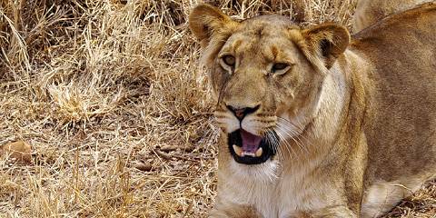 Kruger Big Five Safari from Johannesburg