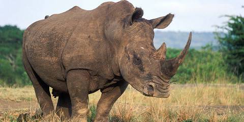 5-Day Exclusive Kruger Safari - Private Guide & Vehicle