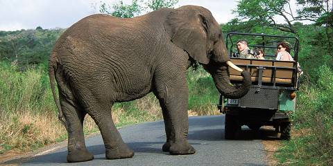 Kruger Safari in an En-Suite Tented Camp