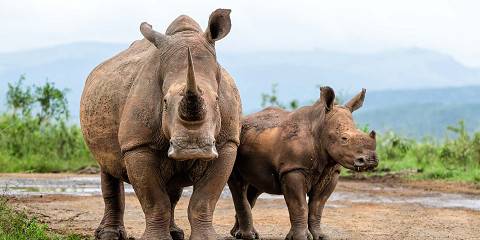 7-Day Sabi Sands, Timbavati & Kruger Big Five Safari