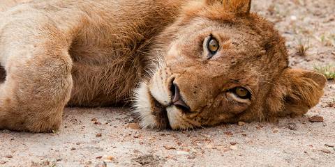 Private Game Reserve & Kruger National Park Safari
