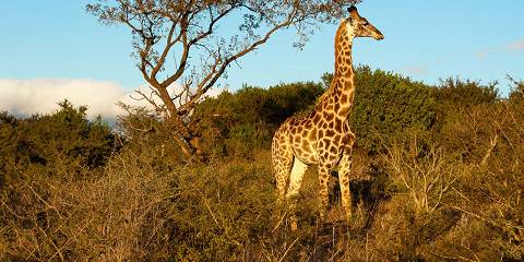 5-Day Ivory Moon Luxury Fly in Safari from Cape Town