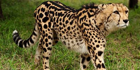 Big Five & Cheetah Run Safari – Inverdoorn