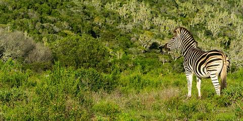 Kruger Adventure Safari