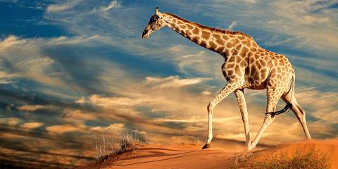 1-Day Kruger Safari Adventure